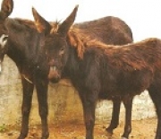 Help Needed for Abused Horses and Donkeys